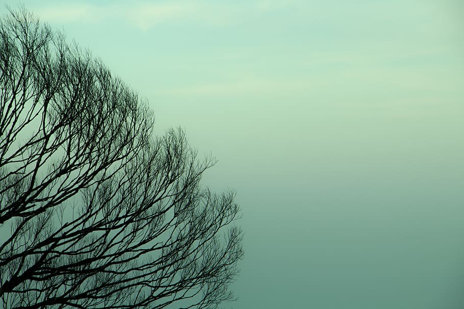 tree, color, background, template, nature, plant, blank, tytoalbatraoz HD wallpaper