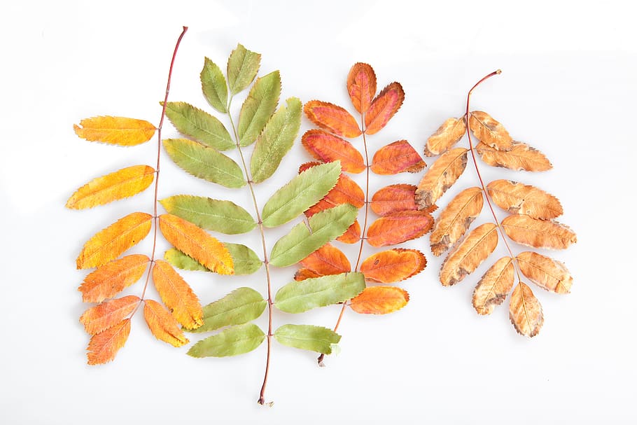 autumn, isolated, leaf, natural, nature, object, organic, pattern HD wallpaper