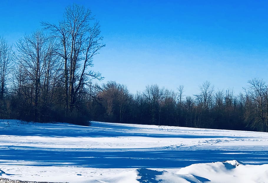 nature, outdoors, tree, snow, ice, landscape, plant, scenery HD wallpaper