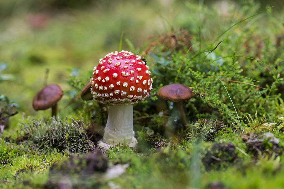 Close-up of Fly Agaric Mushroom on Field, blur, Boletus, daylight HD wallpaper