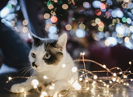 black and white cat lyes beside lighted string light, animal HD wallpaper