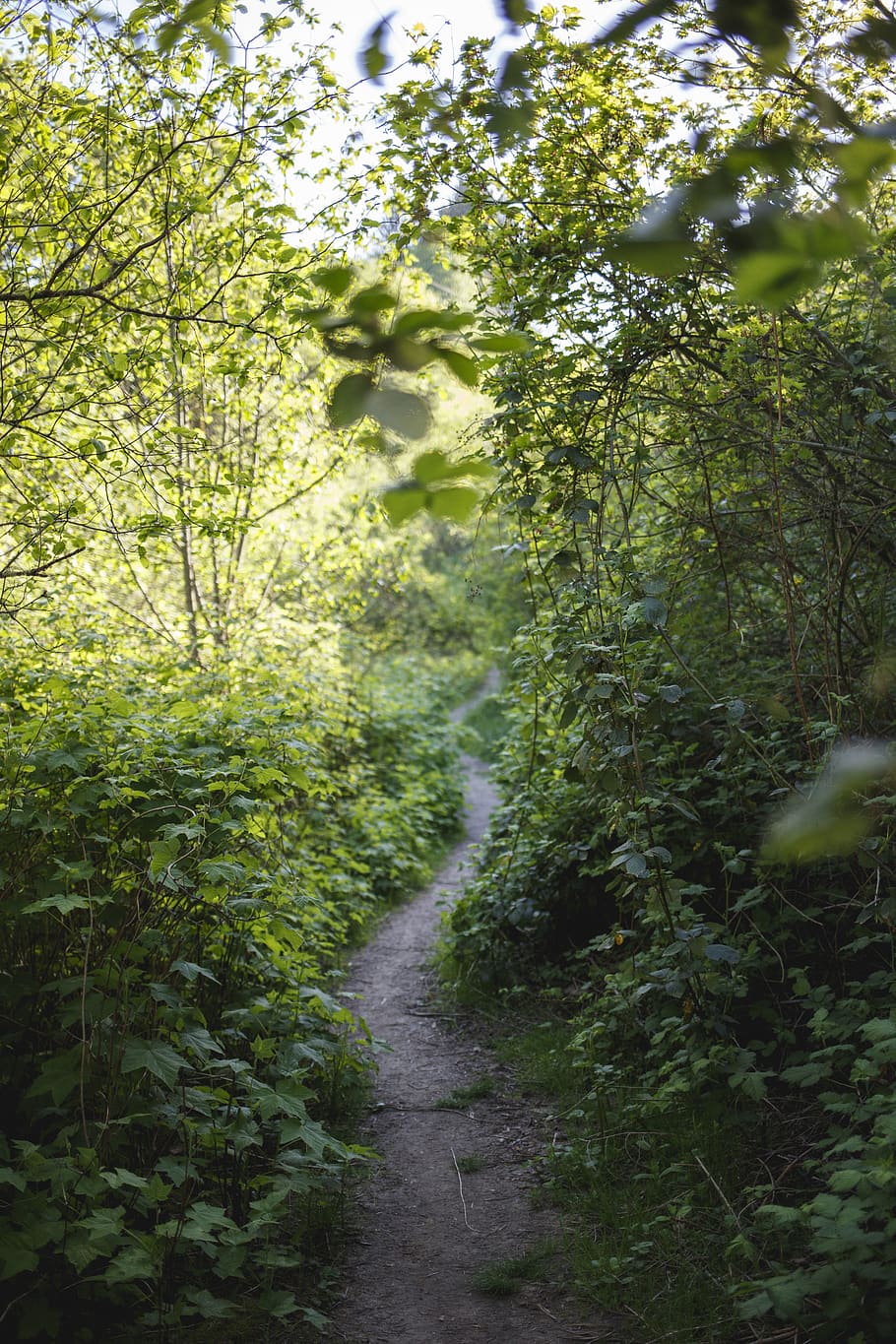path, winding, road, forest, trail, hiking, exploring, green HD wallpaper