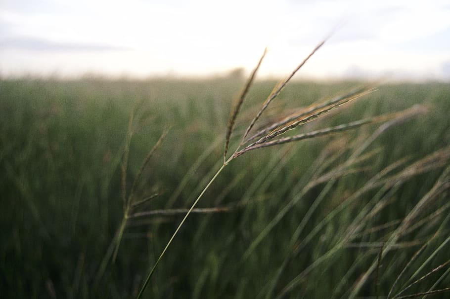 guantánamo bay, summer, light, wind, green, farm, grass, wheat HD wallpaper