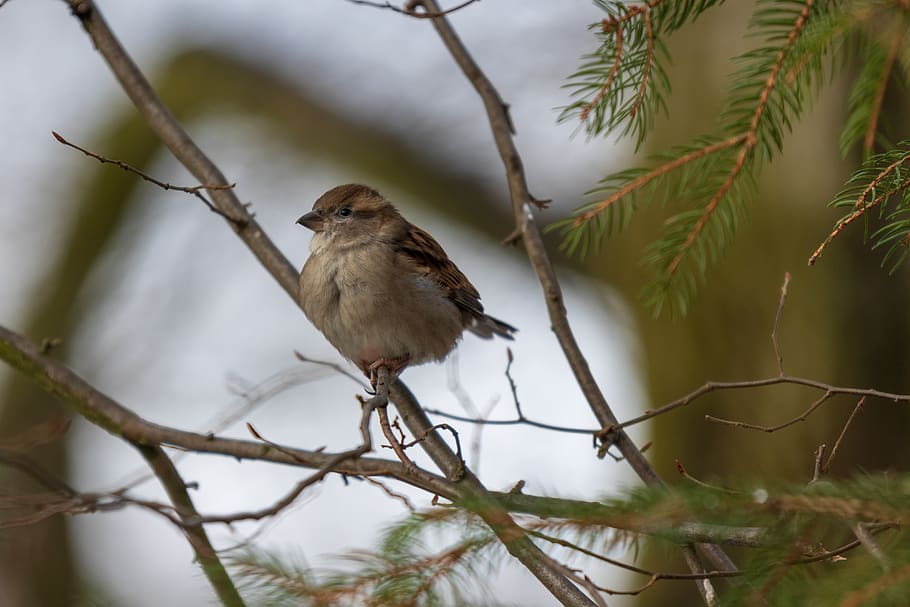 sperling, sparrow, house sparrow, bird, nature, animal, passer domesticus HD wallpaper