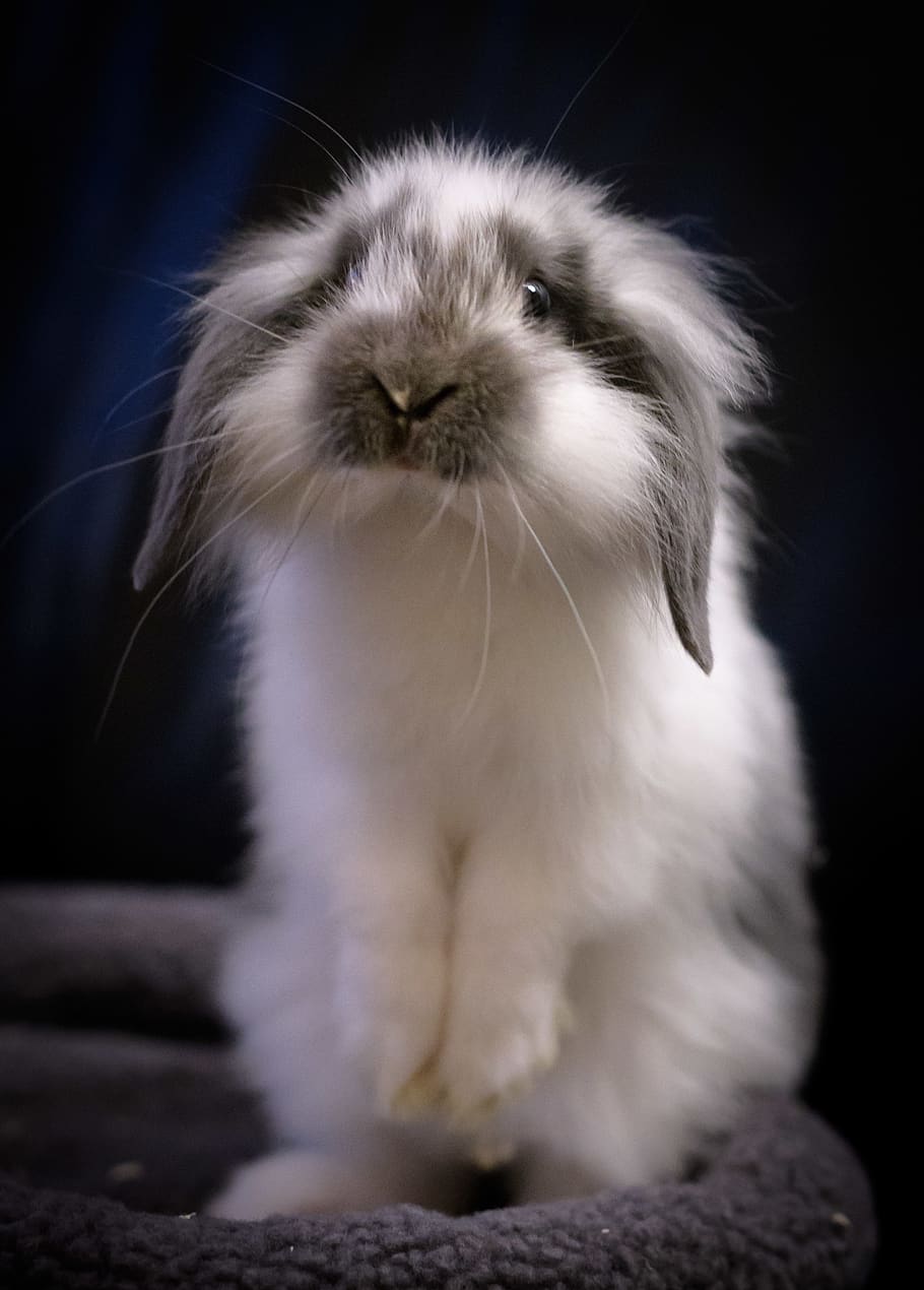 rabbit, bunny, pet, mammal, animal, animal themes, one animal HD wallpaper