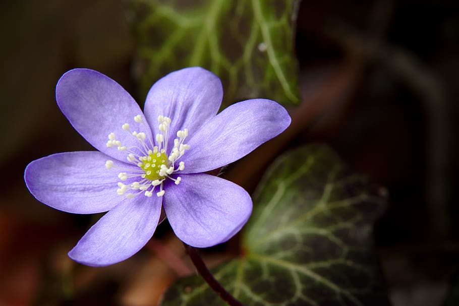 spring, anemone, hepatica, violet, bloom, spring flower, hahnenfußgewächs HD wallpaper
