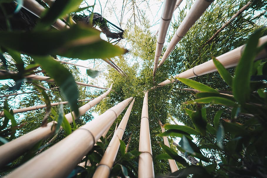 green-leafed trees, plant, growth, bamboo, bamboo - plant, forest HD wallpaper