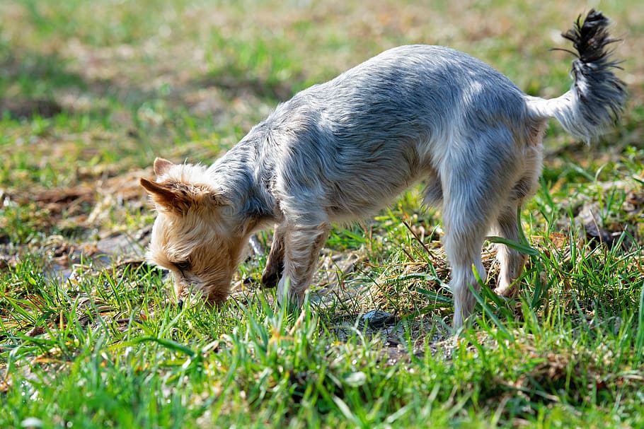 dog, out, small, meadow, grass, spout, wheel, small dog, yorki HD wallpaper