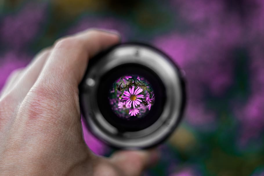 netherlands, 50mm, nikon, nikkor, flowers, purpleflowers, lens, HD wallpaper