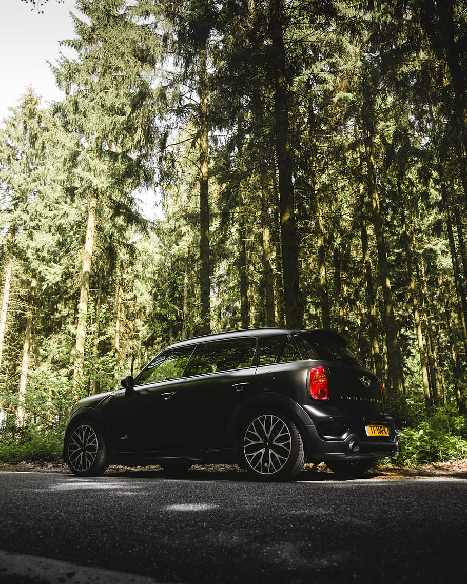 tree, plant, transportation, mode of transportation, forest HD wallpaper