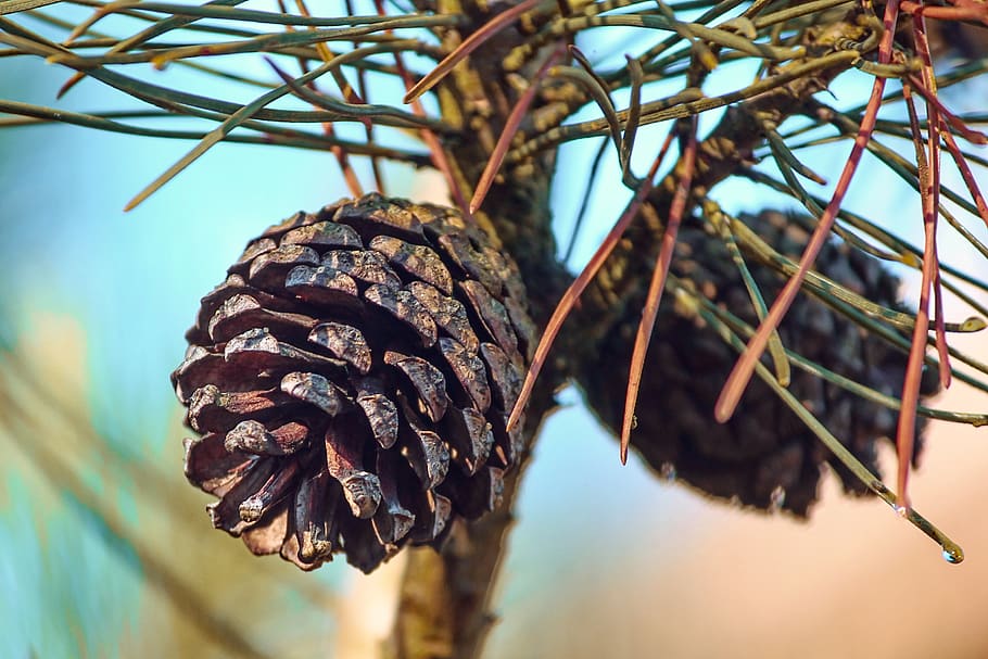 pine cones, conifer, tap, depend, close up, nature, scale, plant HD wallpaper