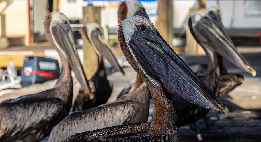 pelicans, water bird, dock, pier, pelecanus conspicillatus, HD wallpaper