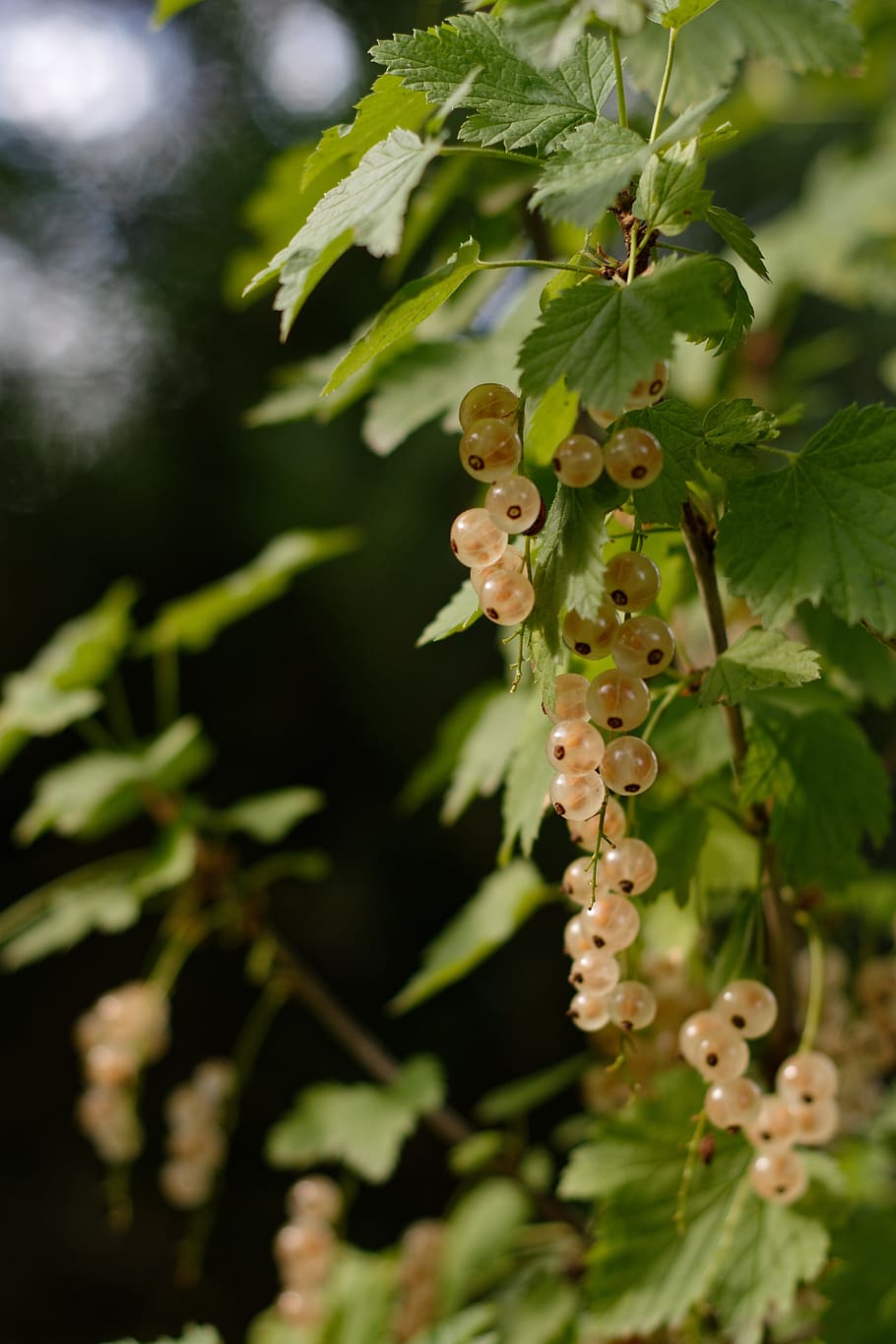 currant, fruit, white currants, sour, food, growth, plant, close-up HD wallpaper