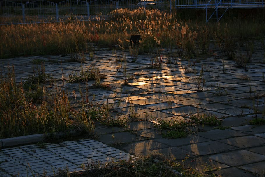 sunset, scene, land, sunbeams, water, plant, nature, tranquility HD wallpaper