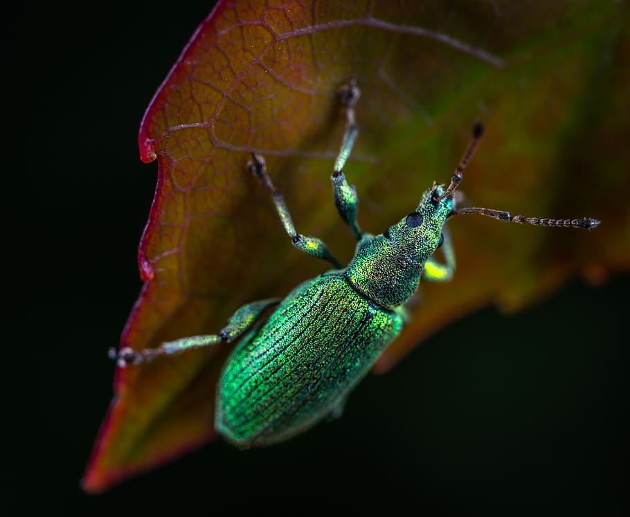 Green Metallic Weevil on Green Lead Macro Photography, animal HD wallpaper