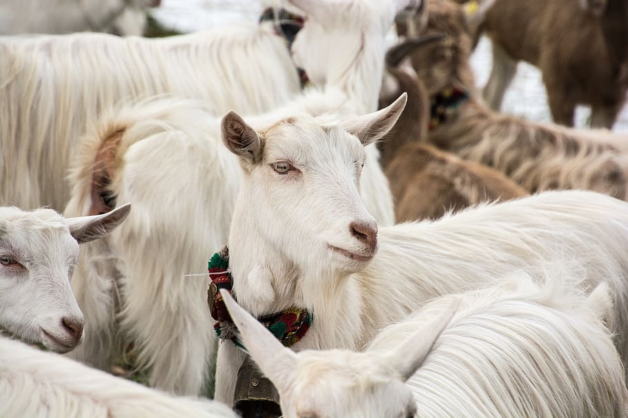 white goat, mammal, domestic animals, animal themes, group of animals HD wallpaper