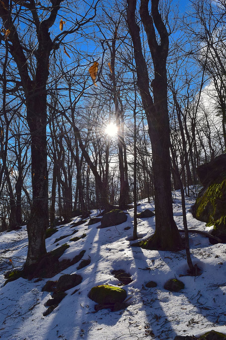 trees, snow, winter, sun, sunlight, cold, nature, landscape HD wallpaper