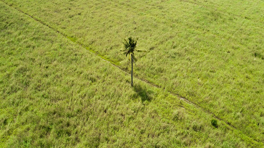 green coconut tree, field, grassland, outdoors, nature, countryside HD wallpaper