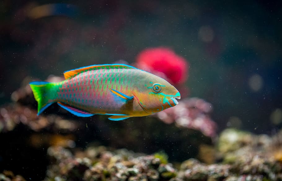 fish, aquarium, sea, vertebrate, animal, animal themes, underwater HD wallpaper
