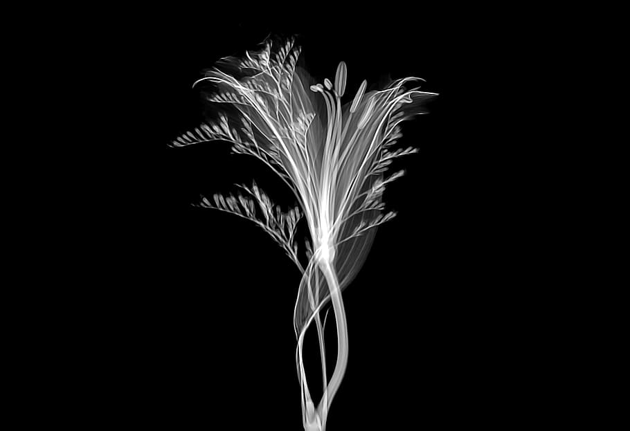 white flower, nature, plant, macro, technology, transparent, xray