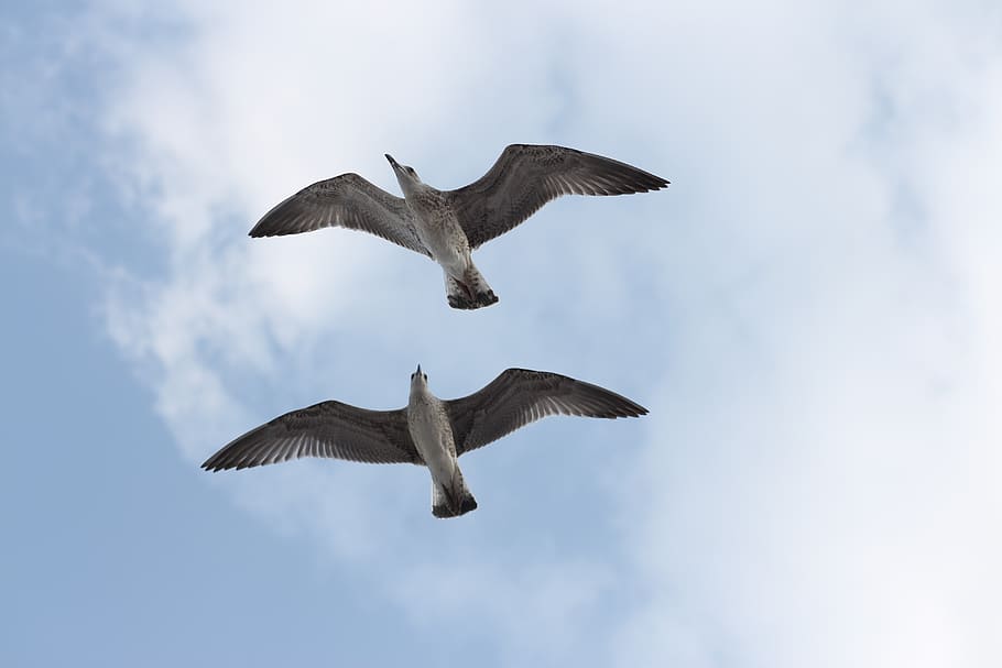 seagulls, pair, two, flight, birds, couple, dom, travel, love HD wallpaper