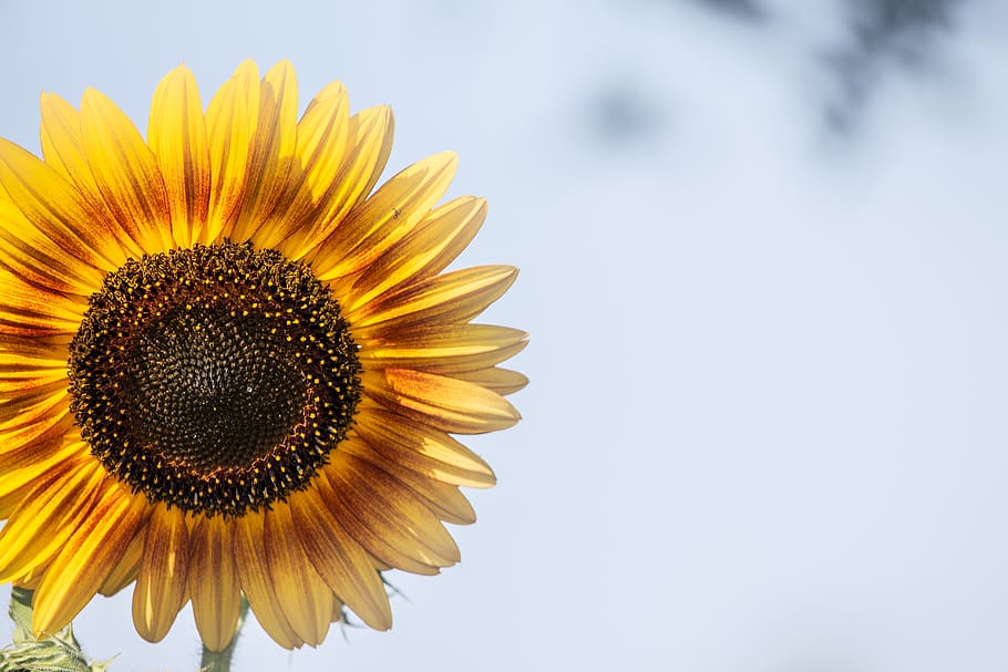 sunflower, background, yellow, summer, blossom, bloom, garden HD wallpaper