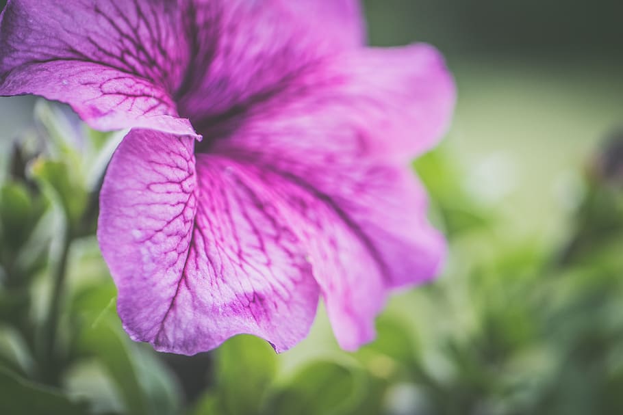 Photography of Shallow Focus Purple Flowers, beautiful, botanical HD wallpaper