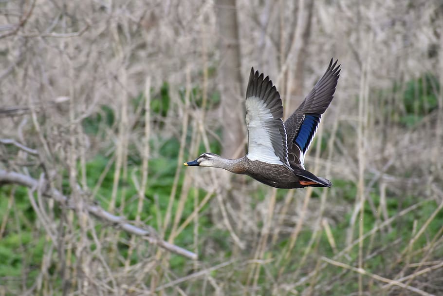 animal, river, waterside, grass, wood, bird, wild birds, waterfowl HD wallpaper