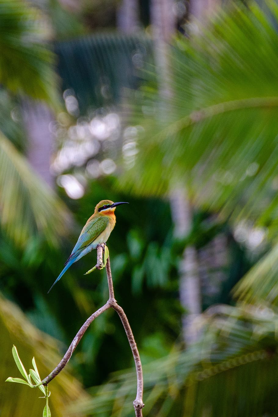 blue-tailed bee-eater, bird, colorful, wildlife, avian, feathers HD wallpaper