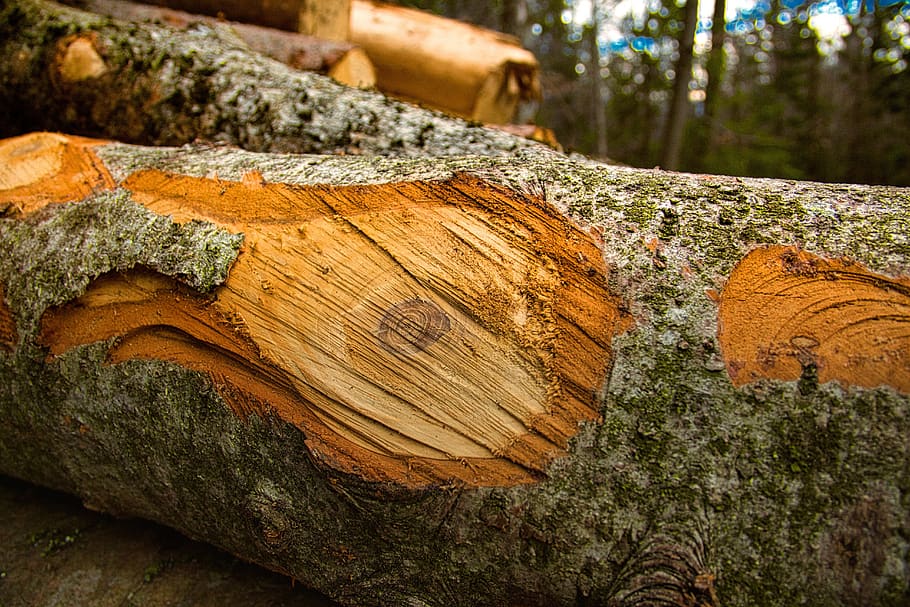 tree, forest, tribe, wood, walk, hobby, hiking, nature, environment HD wallpaper