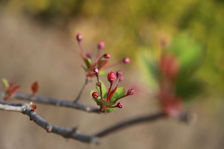 bud, buds, flowers, spring, plants, nature, flowering, blossom HD wallpaper