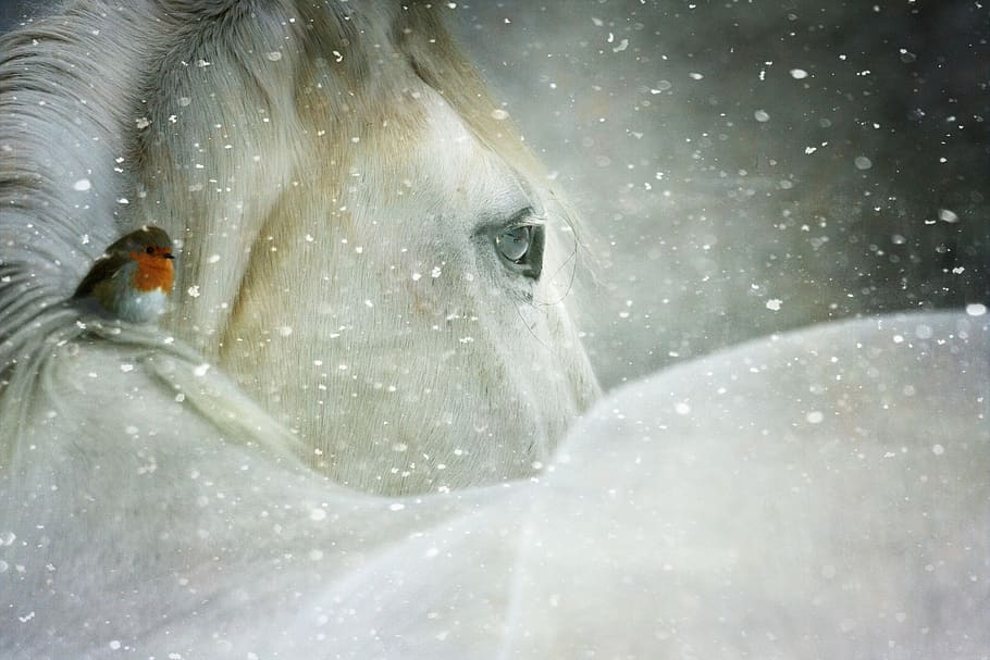 winter wonderland, snow, cold, holiday, snowfall, xmas, white horse