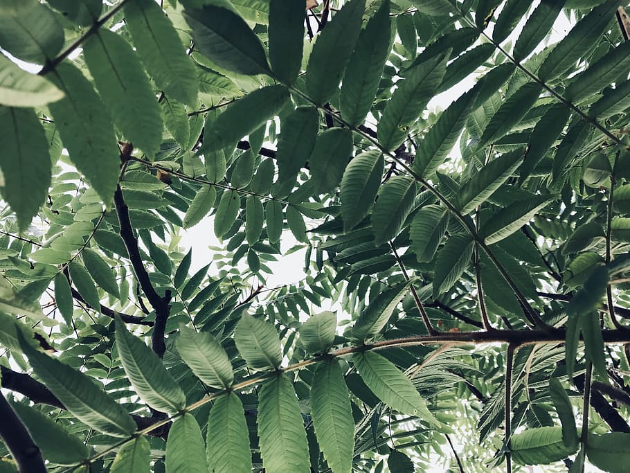 vegetation, plant, leaf, tree, nature, land, jungle, outdoors HD wallpaper