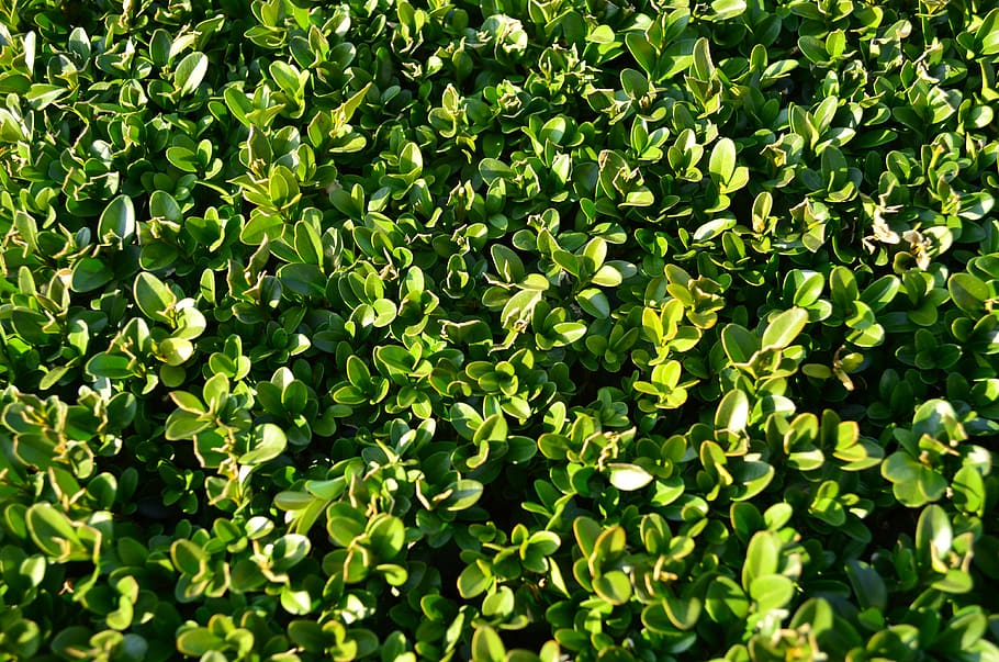 HD wallpaper: boxwood, foliage, evergreen, green color, plant, growth ...