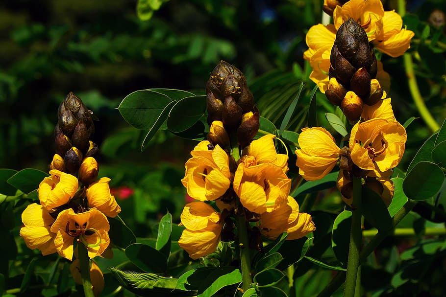 Popcorn Cassia didymobotrya plant is a fast growing, drought tolerant, tropical plant. Popcorn plant is native to central and eastern Africa and is classified in the pea family of plants., HD wallpaper
