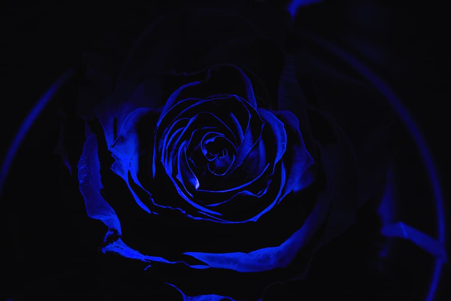 rosa, dark, black, background, night, decoration, black background, HD wallpaper