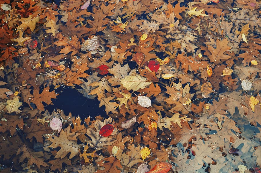 leaves, autumn, fall, plant part, leaf, change, no people, abundance HD wallpaper