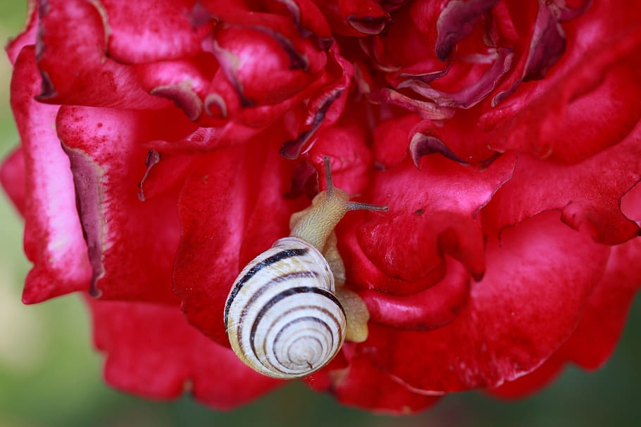 snail, shell, rose, red, garden, flower, close-up, animal wildlife HD wallpaper