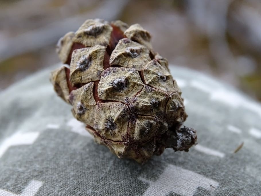 pine cone, macro, close-up, food and drink, no people, focus on foreground HD wallpaper