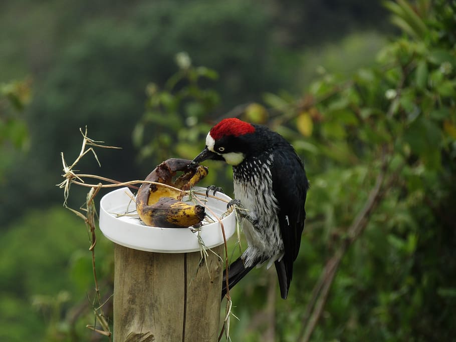 ave, carpenter, nature, animals, trunk, bird, animal themes HD wallpaper