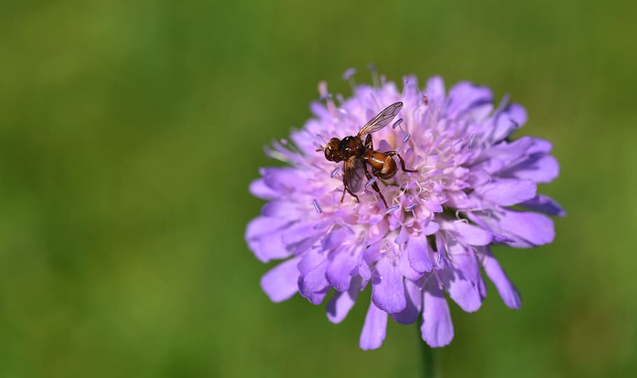flower, blossom, bloom, purple, pointed flower, insect, nature HD wallpaper