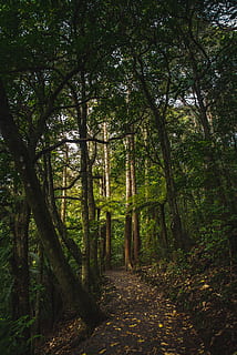 green leafed trees, forest, nature, new zealand, flora, vegetation HD wallpaper