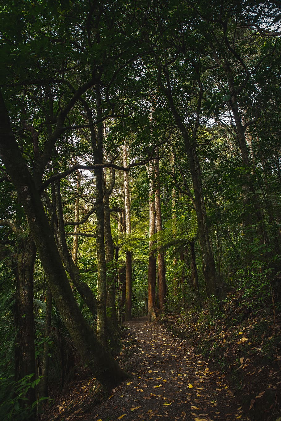 green leafed trees, forest, nature, new zealand, flora, vegetation HD wallpaper