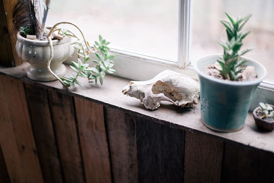 keep, residence, home, window, room, house, pot, skull, indoors HD wallpaper