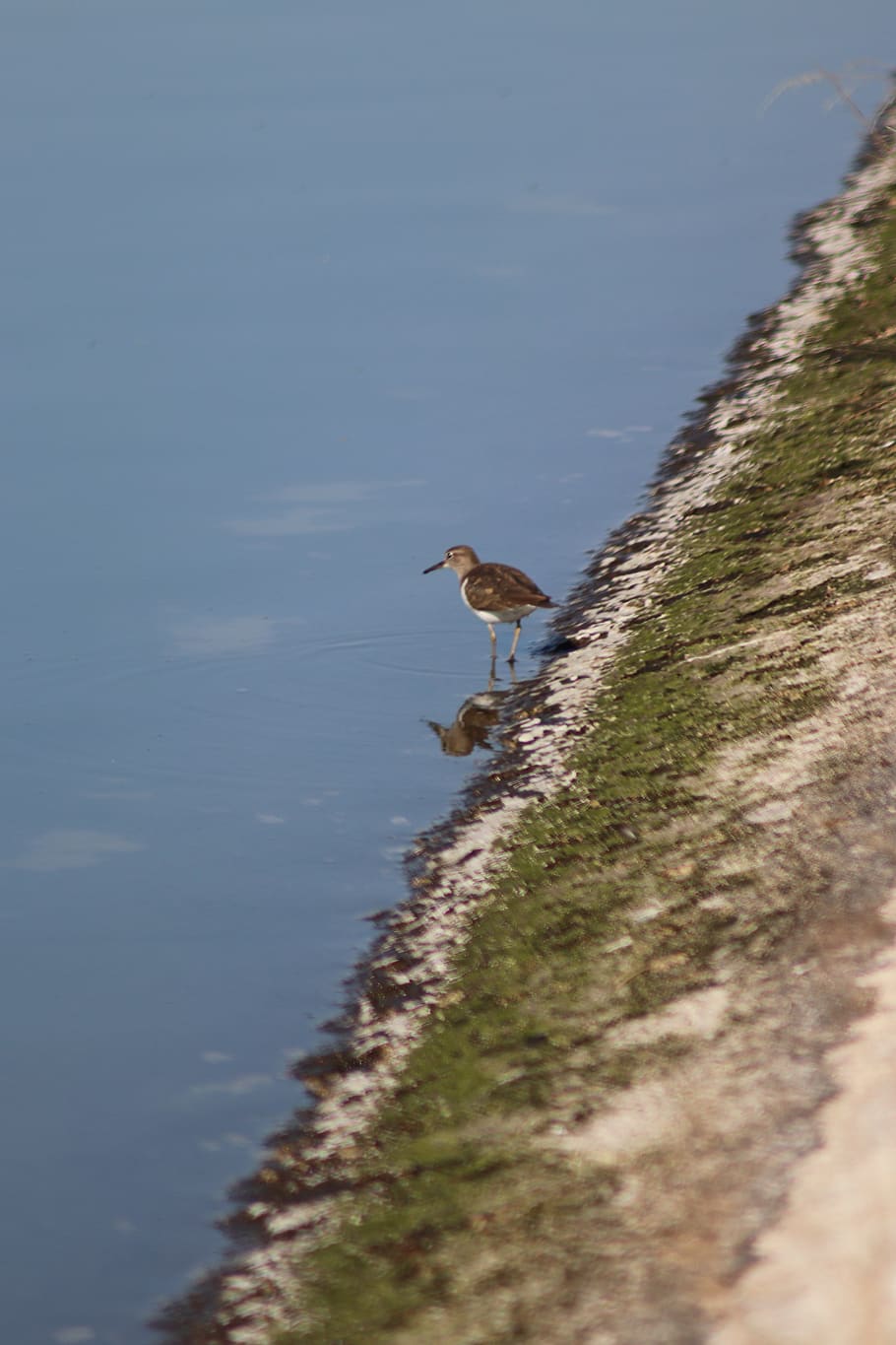 bird, laguna, reflection, water, birds, lake, animals, duck HD wallpaper