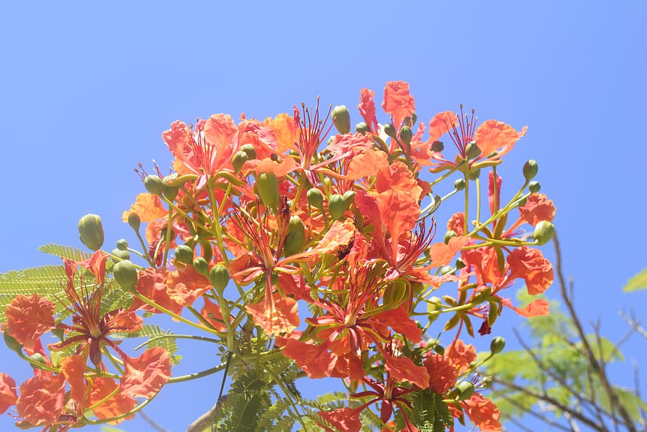 exappiah, flower, plant, growth, flowering plant, beauty in nature HD wallpaper