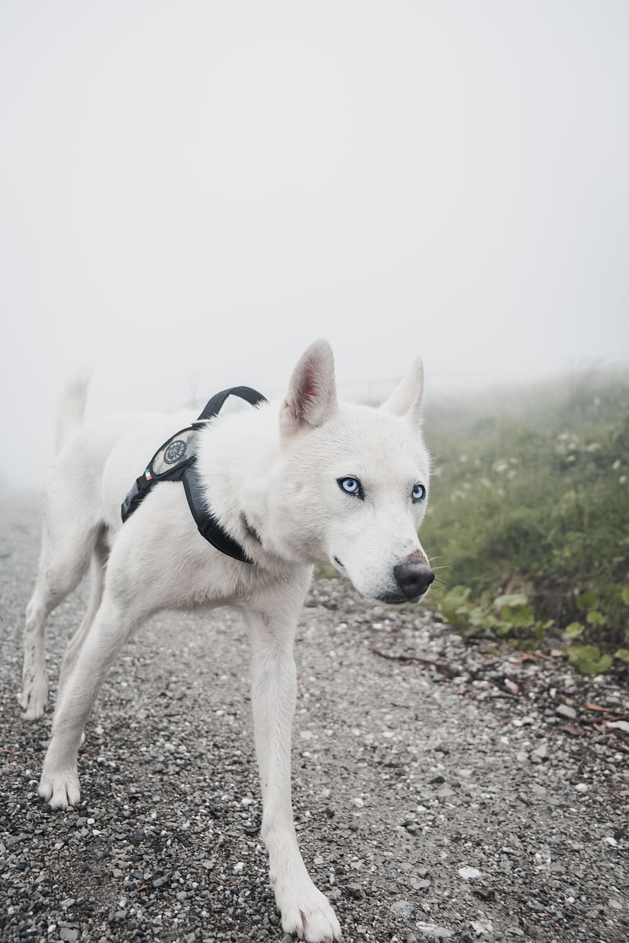 short-coated white dog walking on pathway during daytime, wolf, HD wallpaper