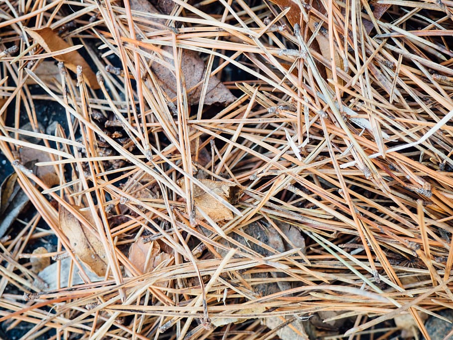 Fallen Pine Leaves on Concrete, Macro, Nature, Trees, ground HD wallpaper