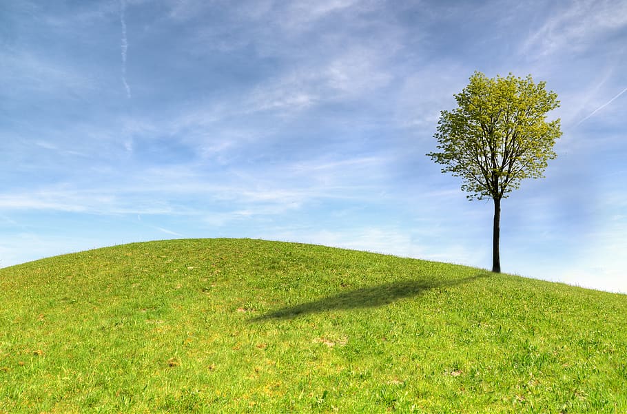 Green Tree on Green Grass Field Under White Clouds and Blue Sky, HD wallpaper