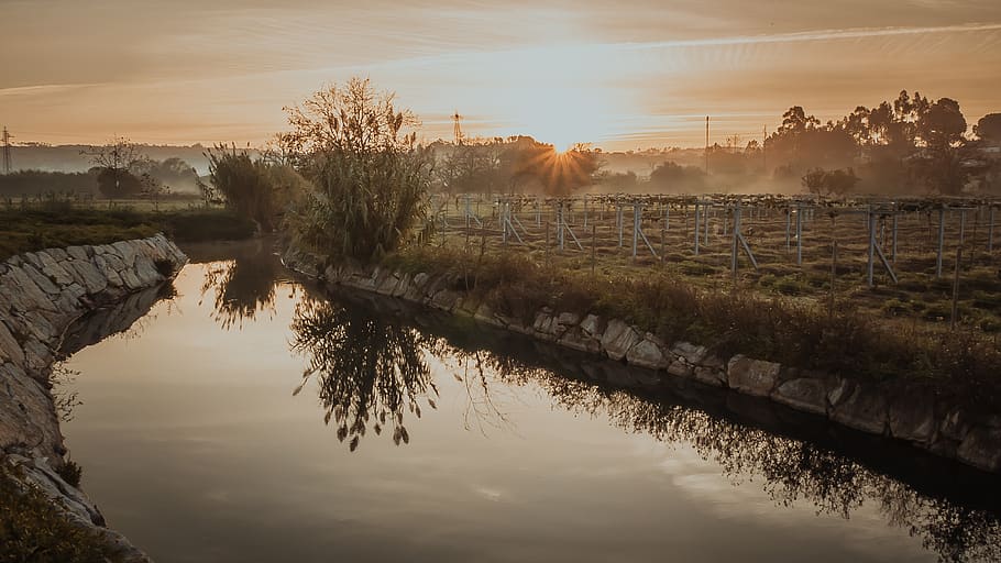 sunrise, sky, river, water, reflection, sunset, tree, plant HD wallpaper
